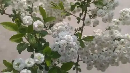 特意等了43天才发后续,强烈安利重瓣李叶绣线菊,南方朋友慎选