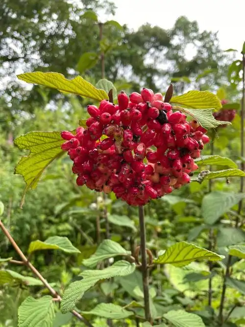 求助这是什么植物形色识花都不认识