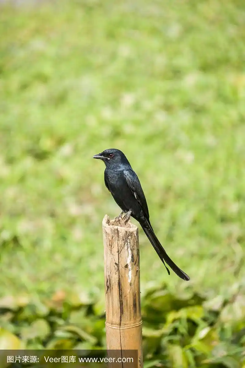 等待食物的黑色卷尾鸟