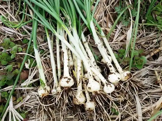 永州人禁食和保护野生动物你还可以选择这些野味