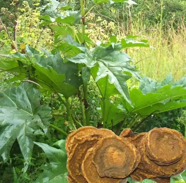 大黄有什么作用与功效大黄的功能主治