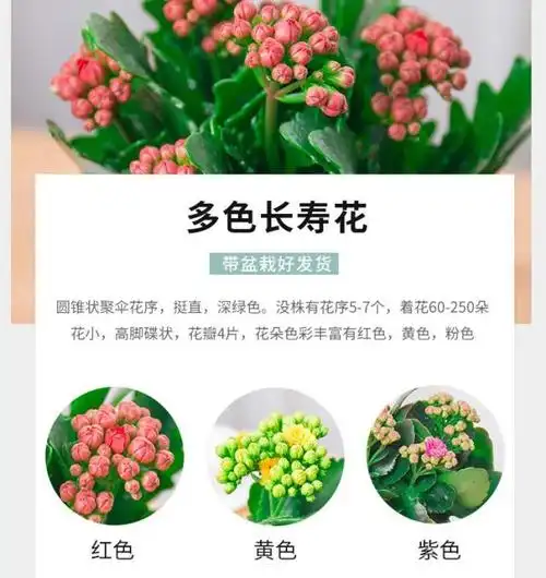 长寿花的花语大全