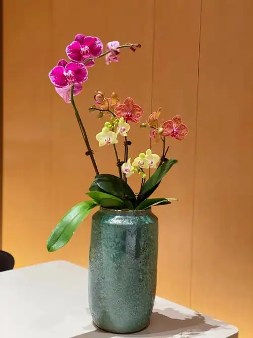 清雅蝴蝶兰组盆