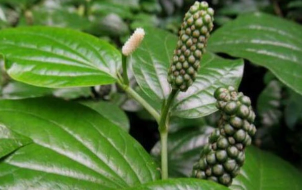 你听说过荜茇在民间的那些事儿吗?