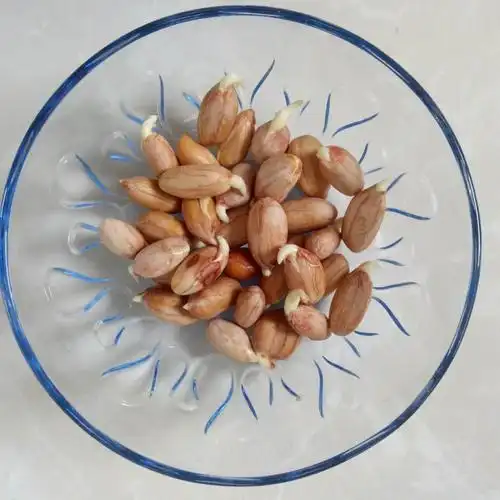 张宸宇的花生发芽培育