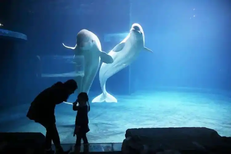 海洋馆 动物园联合门票限量发放啦!_北京海洋馆_雨林_海底