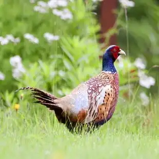 包邮野鸡蛋种蛋七彩山鸡受精蛋 可孵化 span class=h>小鸡 /span>苗只