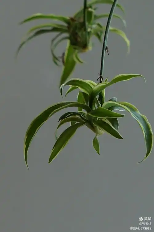 摄影之路系列(一)吊兰的魅力