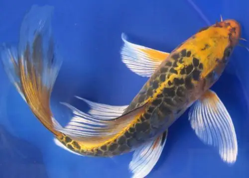 十大名贵锦鲤有哪些