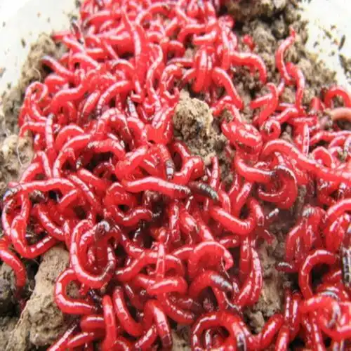 猴王 黑头鲜活红虫活体活饵公虫钓鱼饵特大号大号小号拉饵蚯蚓sn1343