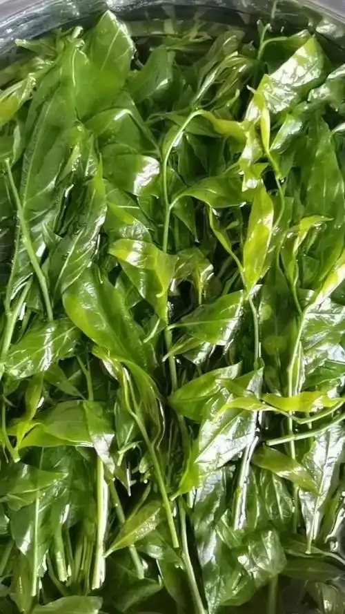 今早最满意的菜谱就是这碗野生甜菜.