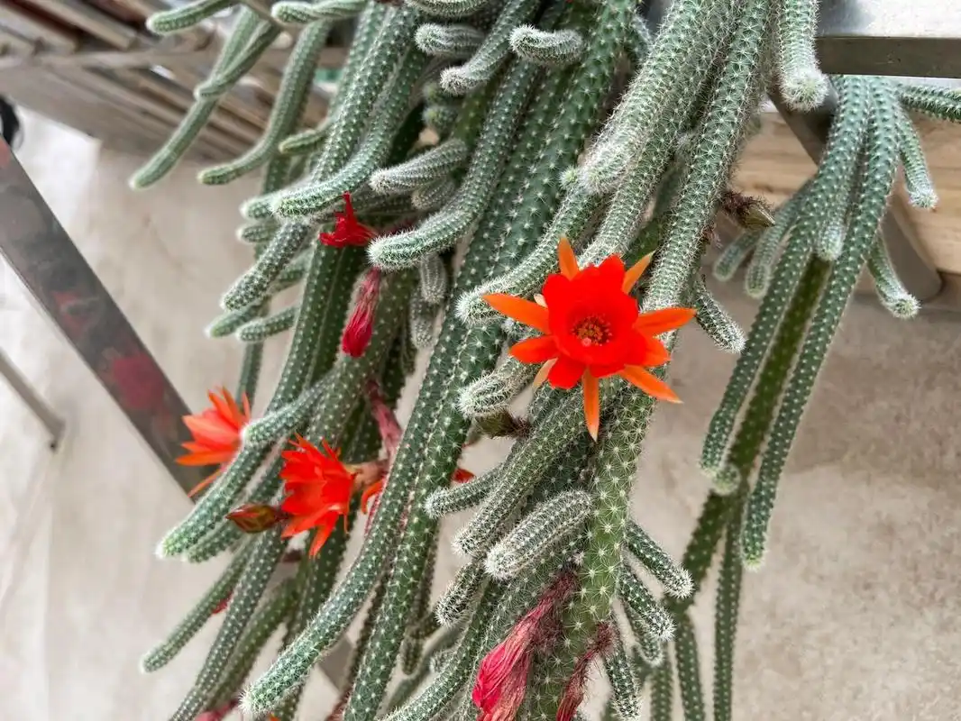 仙人指毛毛虫小型多肉红花仙人掌类防辐射 仙人指毛毛虫小型多肉红花