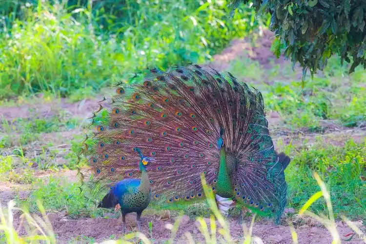 绿孔雀美女嫁给我吧野生绿孔雀