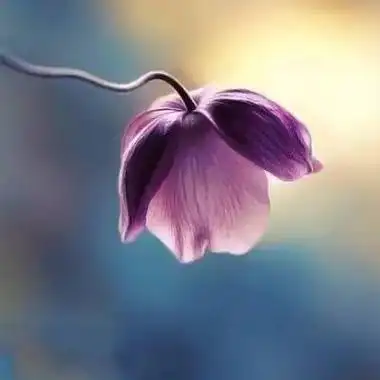 中年专用头像微信图片大全 中年微信头像植物_布阁拉