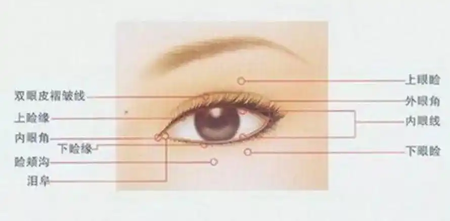 画好眼影,你只需要记住三点!_眼睑
