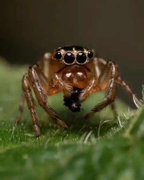 蜘蛛的奇妙生活:你不知道的蜘蛛世界
