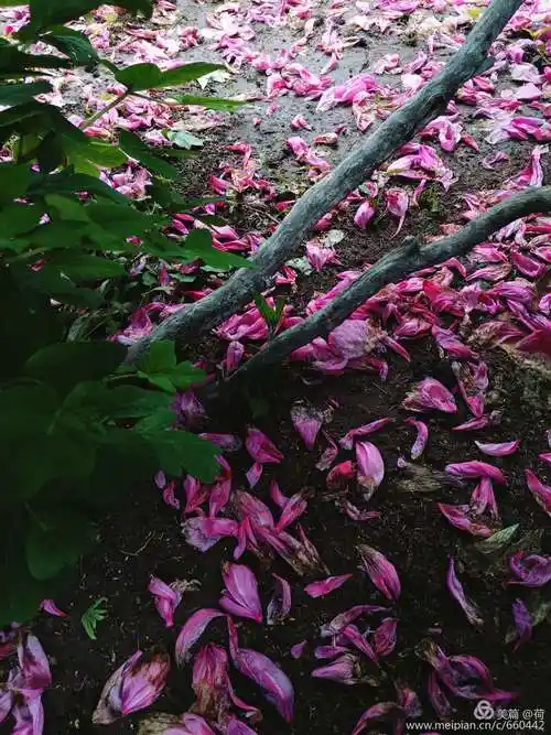 手机里的4月—风轻云暖,草长花妍