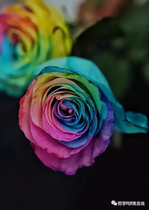 玫瑰,它的颜色是略偏蓝色的薄荷绿,清凉而柔和,给人带来一种温柔的