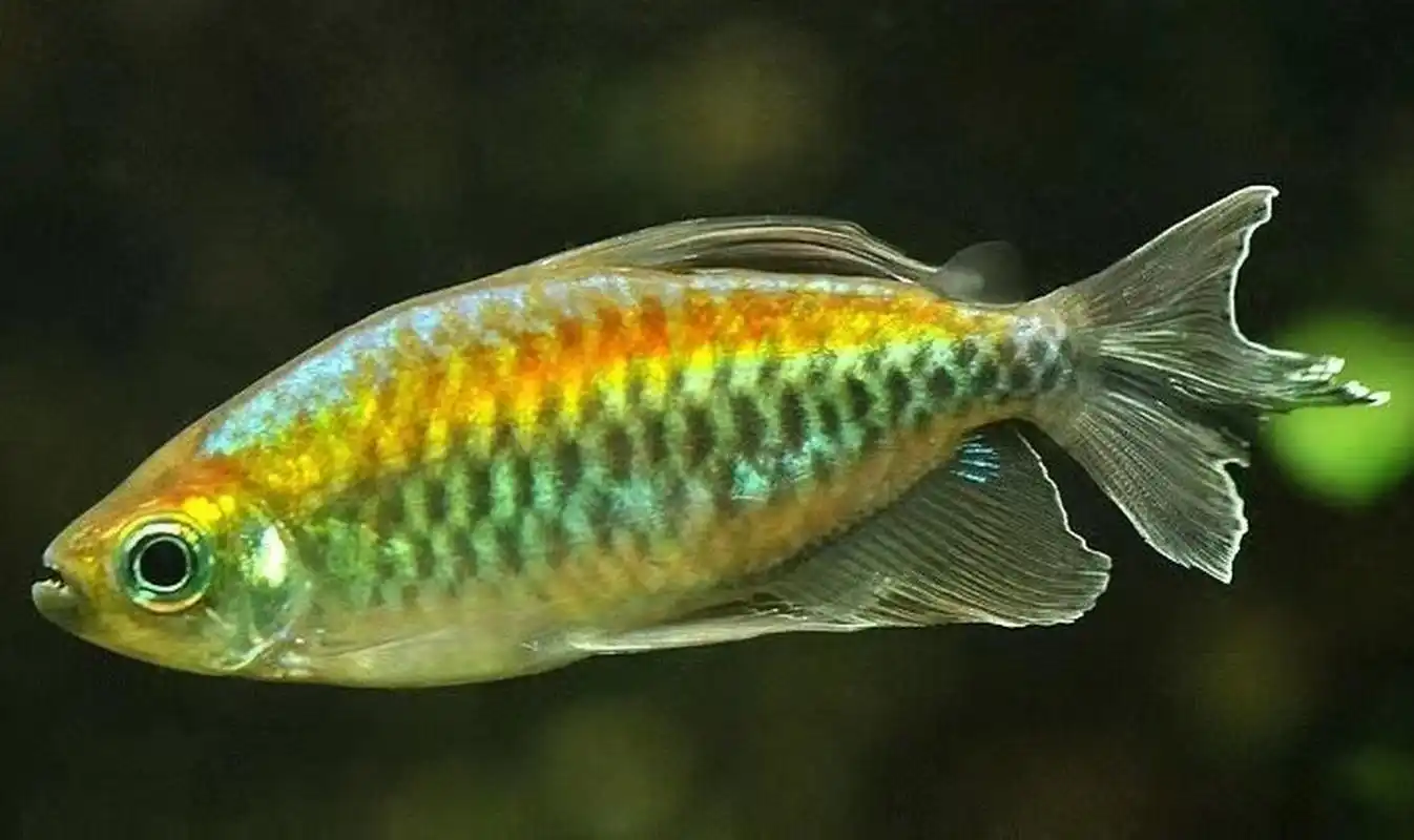 观赏鱼类科普之热带鱼(35,刚果扯旗) 刚果扯旗鱼,又名刚果霓虹鱼,刚果