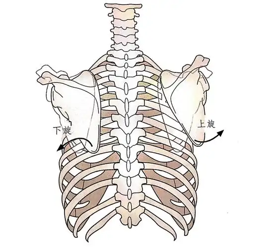还会改变肩胛下角的位置,因此肩胛骨内外侧的不同位置可能是由于肩胛