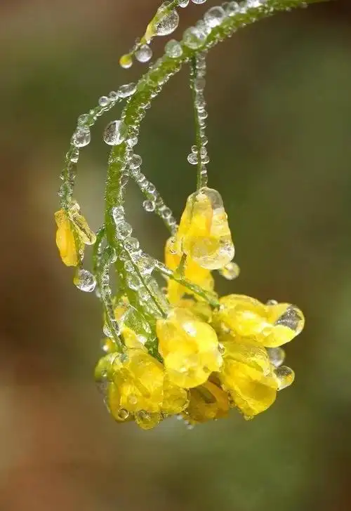 美图美景冰露花