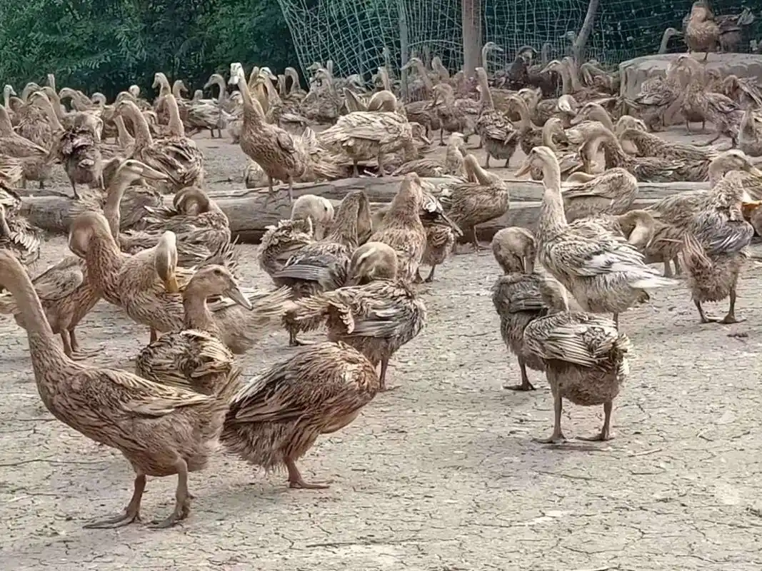 供应大厅  禽畜肉蛋  鸭 商品属性 品种名:蛋鸭 品种名:蛋鸭 单只重:2