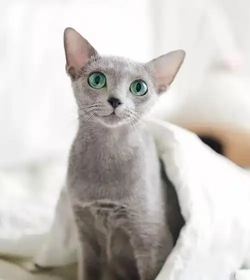 "短毛猫"品种,到底哪个更让人喜爱呢?