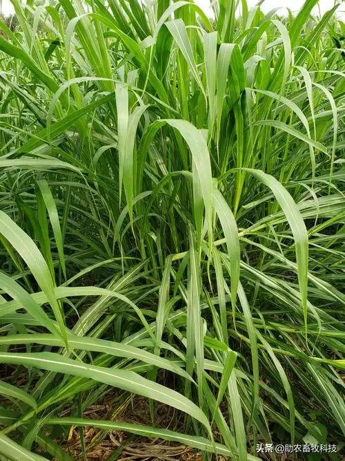 多年生牧草皇竹草和甜象草是当前产量更高的品种