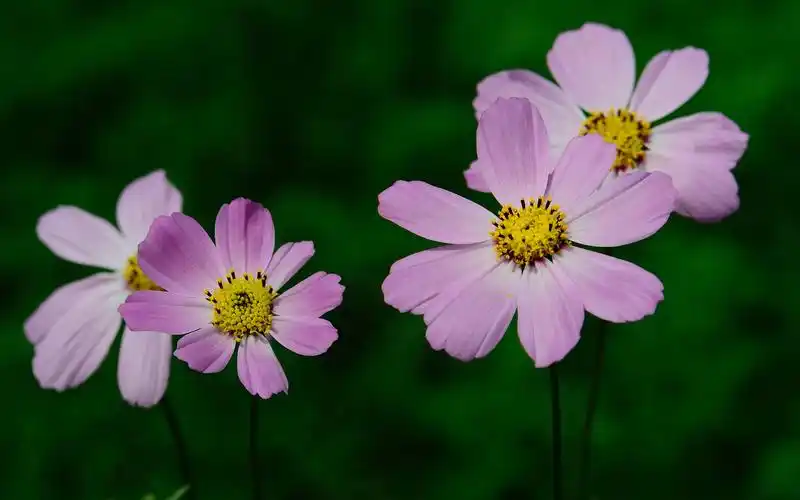 格桑花花卉桌面壁纸第6张