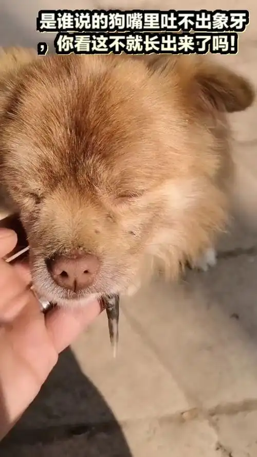 是谁说的狗嘴里吐不出象牙,你看这不就长出来了吗!