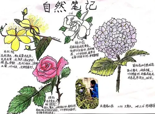 植物自然笔记包括"一,二年级 植物