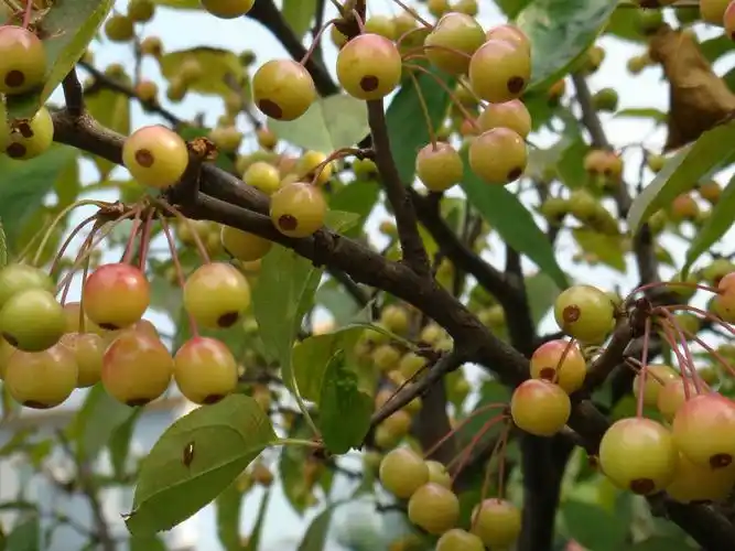 我家住在北方,五年前院子里种植了一棵果树,今年结出果实了,但是不