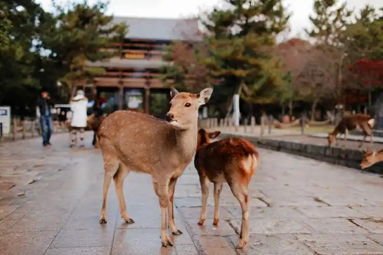 横图,室外,白天,鹿,野生动物,奈良县,日本,树,动物,两只,摄影,奈良