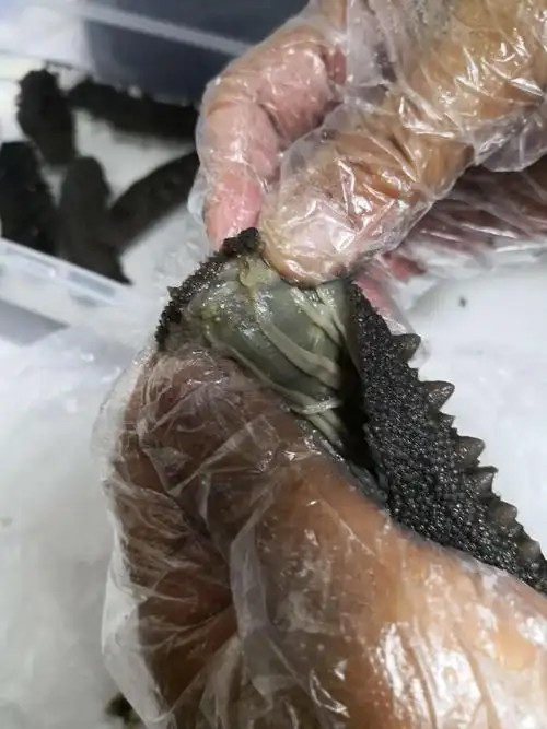 里面的海参肠千万不要清理掉,这部分营养价值最高,海参肠一斤可以卖到