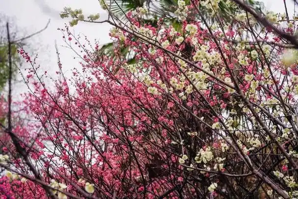 骨里红梅,垂枝梅,腊梅争奇斗艳,各具特色.