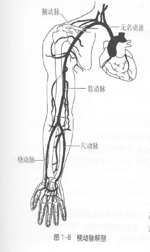 中枢介入第139期经桡动脉入路脑血管造影及神经介入治疗