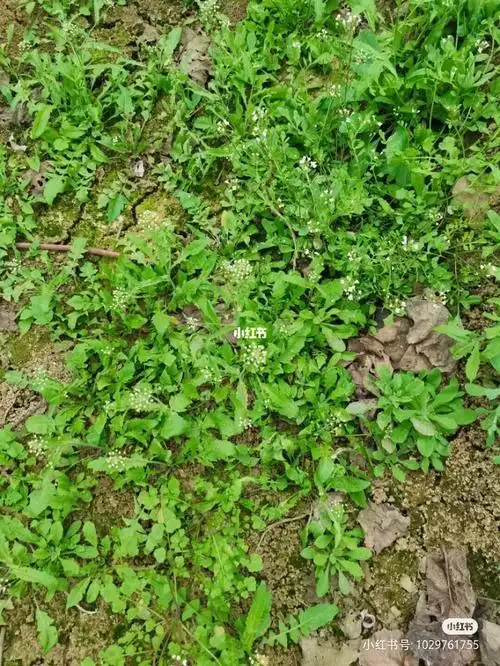 石家庄哪里可以挖野菜芥菜