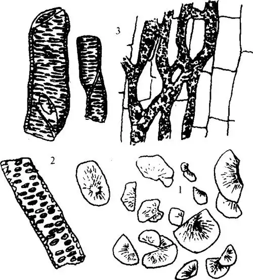 桔梗-中药材鉴别-医学