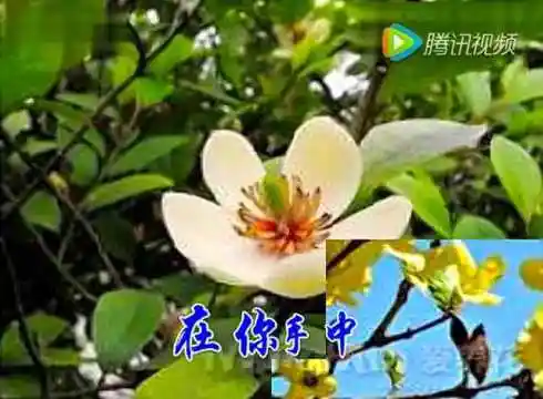 主啊我的生命在你手中_天主教歌曲大全 天主教