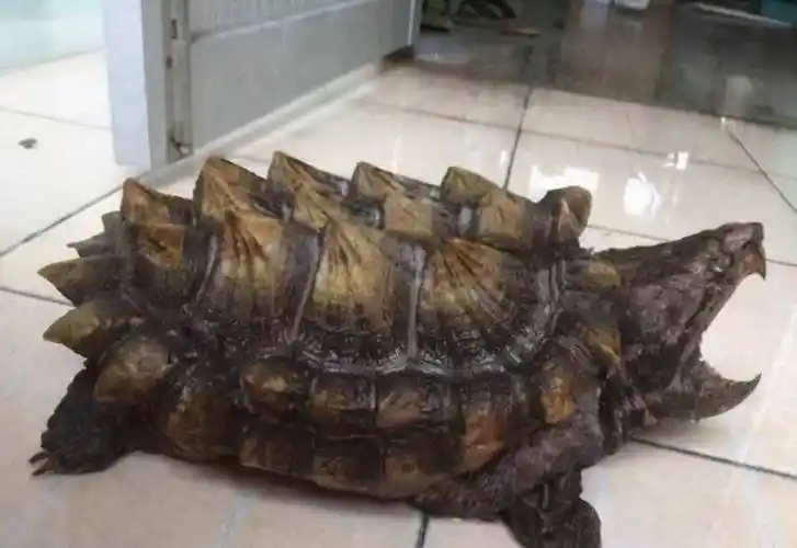 原种真鳄龟,能借助舌头"钓鱼",惊人的咬合力比狮子还强_大鳄_猎物