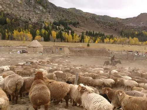 阿勒泰大尾巴羊一年要迁徙800公里.