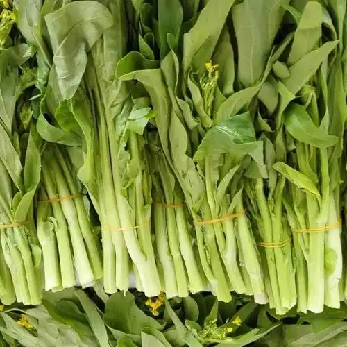 白菜苔种子早熟白菜心种籽青菜苔浅绿菜芯盆栽露天大棚种蔬菜种子