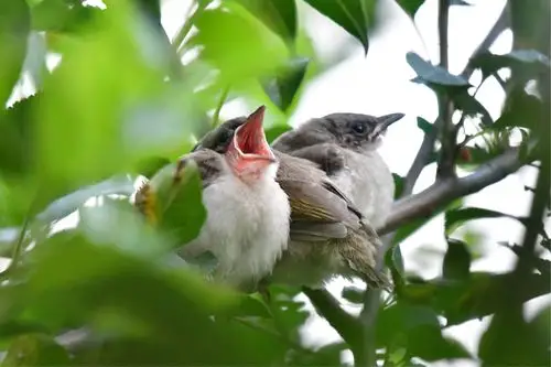 其它 白头鹎育雏 写美篇偶然发现白头鹎的窝,里面有几只小鸟,白头鹎亲