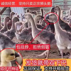 正宗狮头鹅活苗特大种鹅苗活体小鹅潮汕种蛋公母可选鹅仔包活到家