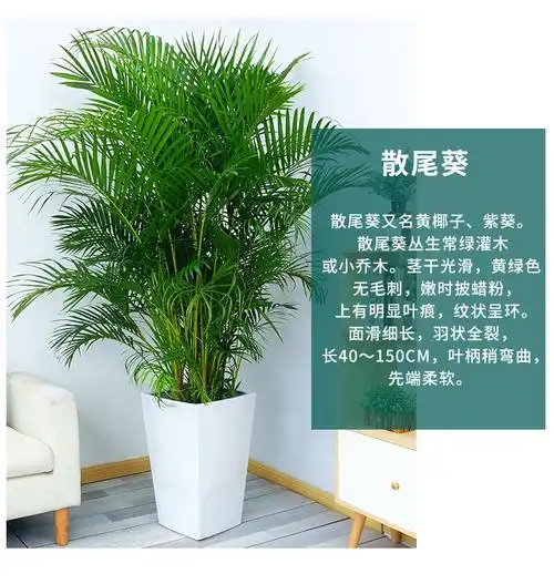 散尾葵凤尾竹植物室内盆栽绿植四季常青吸除甲醛净化空气