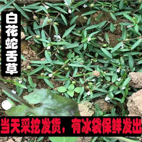 白花蛇舌草的功效(白花蛇舌草的功效与作用及副作用)