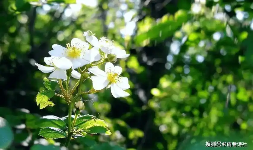 开到荼靡花事了古诗词里的荼蘼花花白如雪