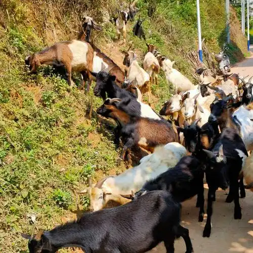 [山羊批发] 个人农户纯放山羊价格30元/斤 - 惠农网