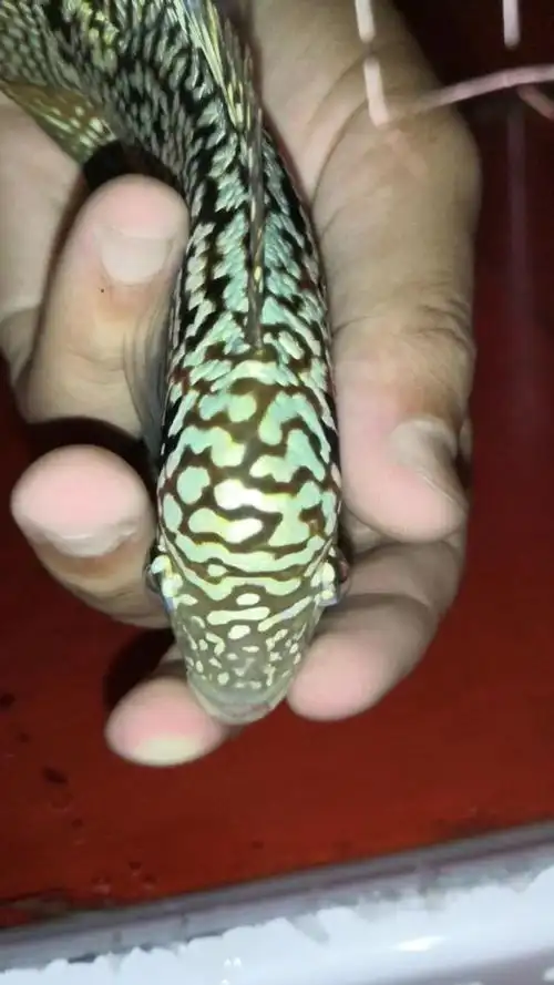 黑金帝王泰金 蛇纹包头 罗汉鱼 更多视频请关注,购买加微信