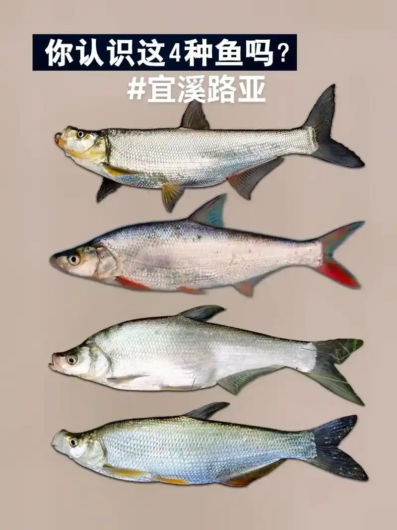 常见的四种路亚翘嘴鲌类分别#路亚翘嘴 #路 - 抖音